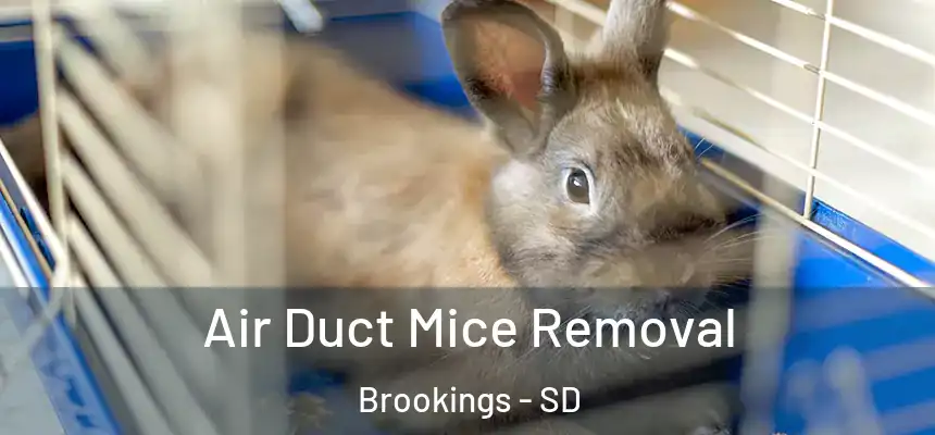 Air Duct Mice Removal Brookings - SD
