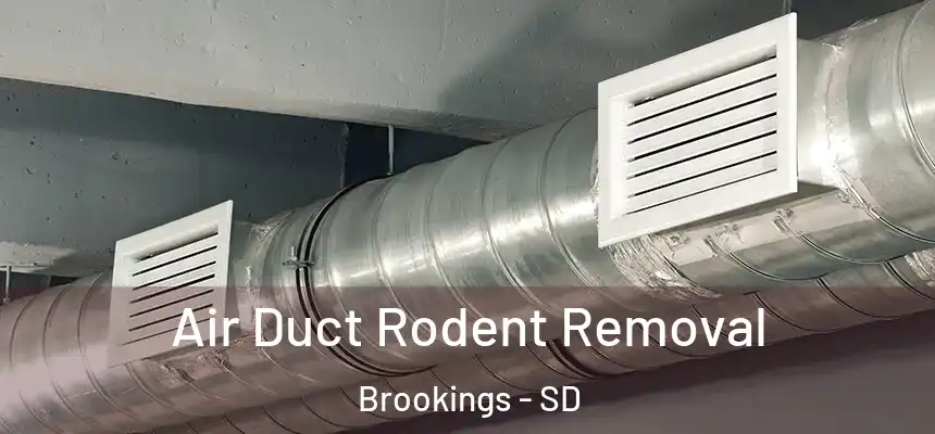Air Duct Rodent Removal Brookings - SD